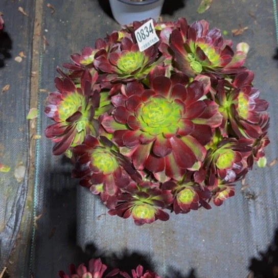 幸***灵安娜锦0834444444444