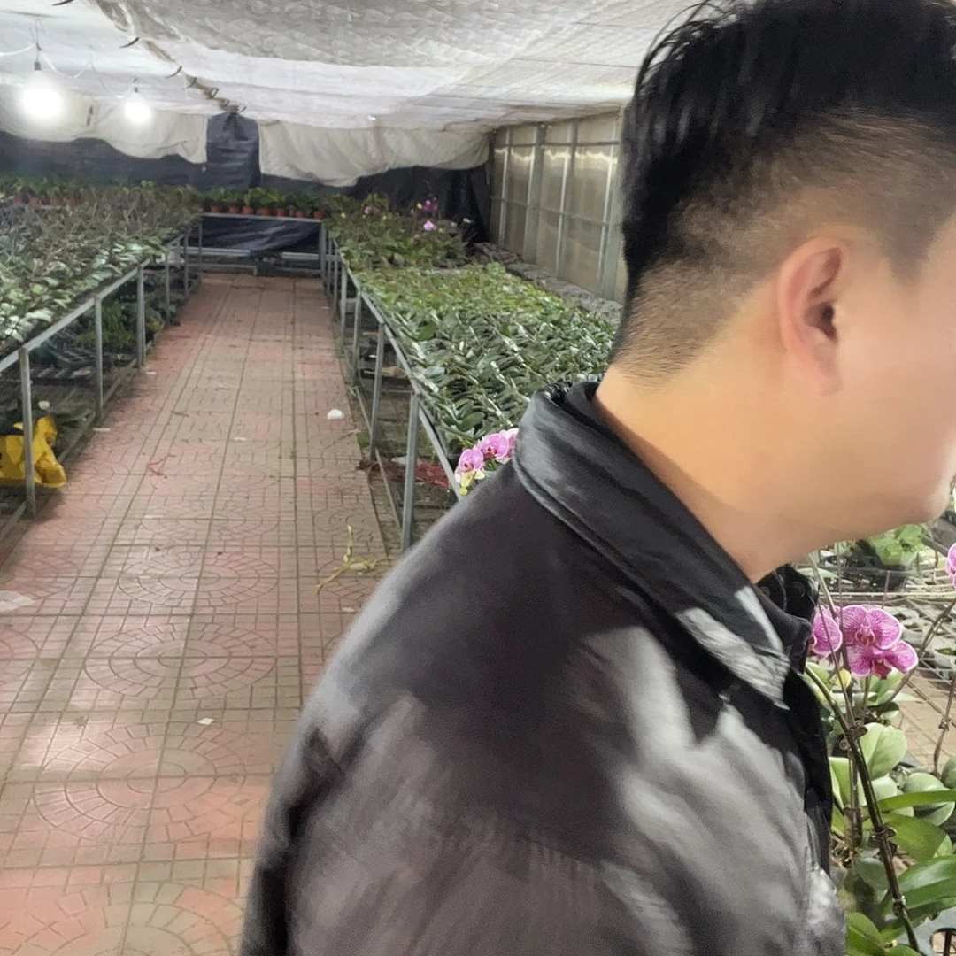 大部分花苞少量开放粉冠军福利款到手两颗