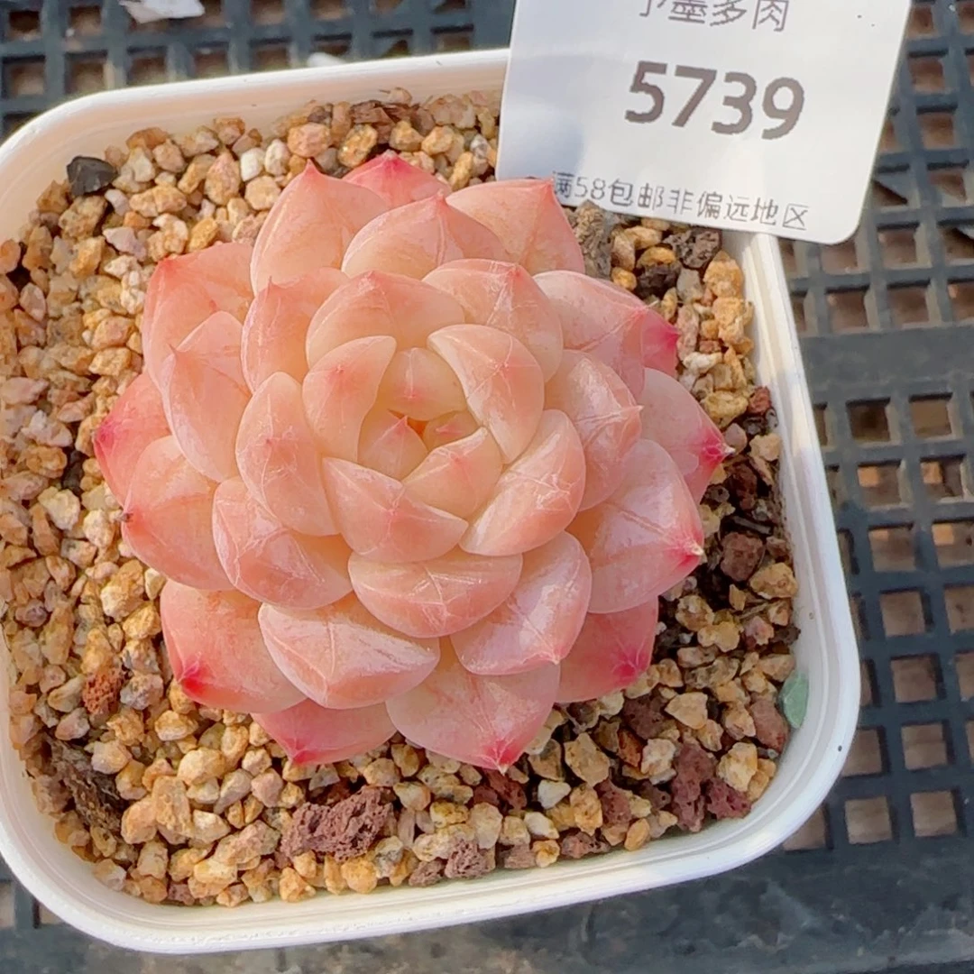 美心，5739多肉植物