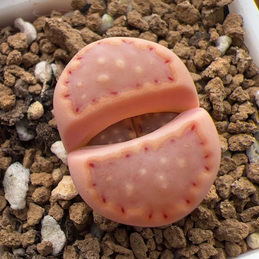 0366号饼干  多肉植物