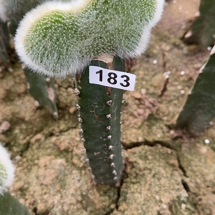 *****无花朵九尾狐缀183