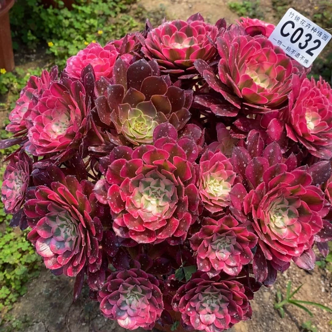 全部花朵032红彤嫩桩一棵