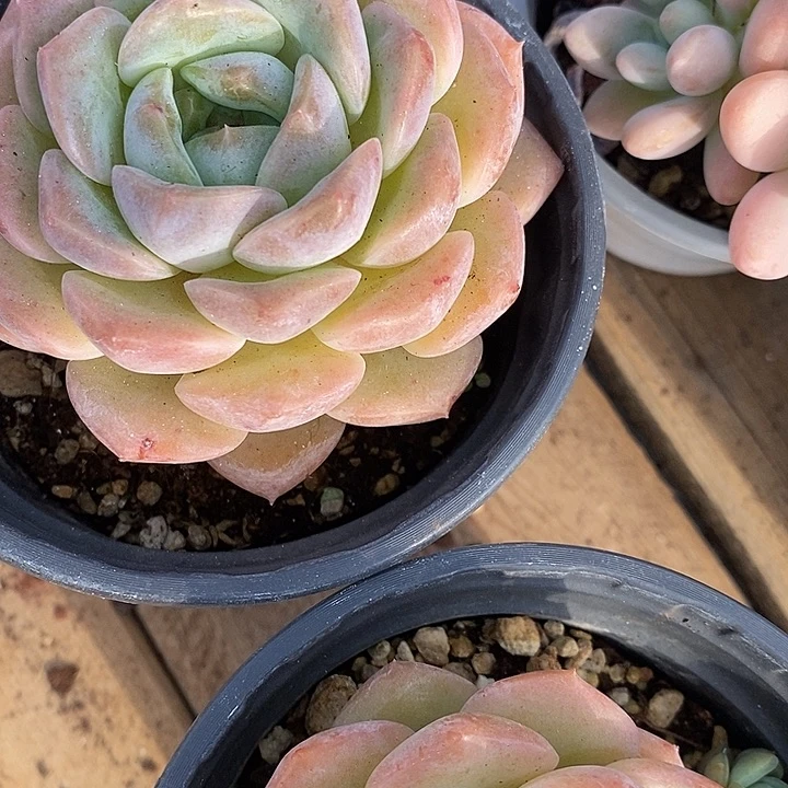 单头糯米糖，福利多多