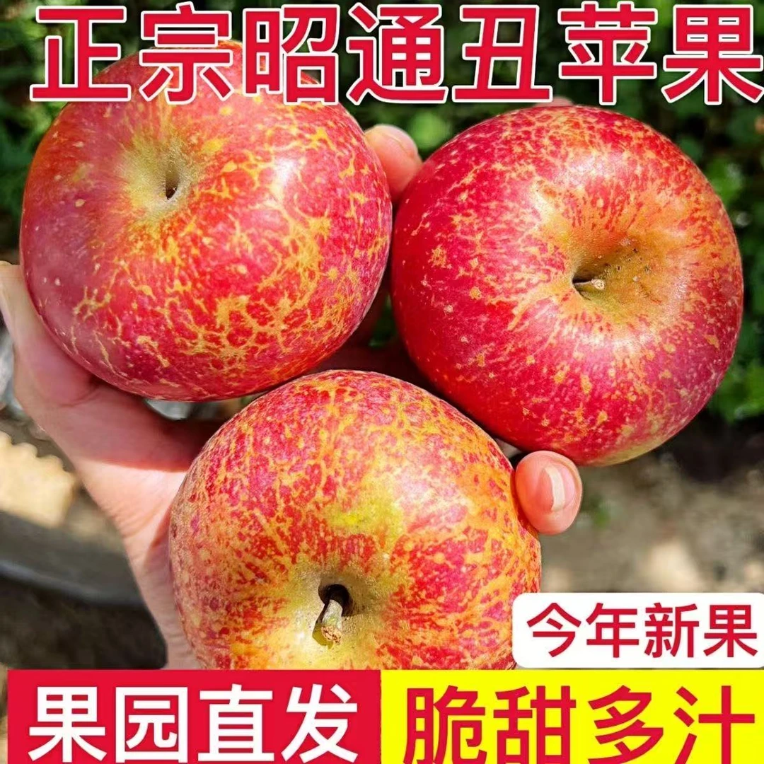 正宗云南昭通冰糖心丑苹果富士新鲜现摘脆甜多汁整箱包邮2/5/9斤