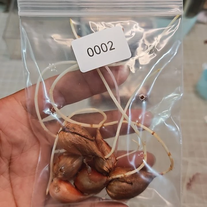酢浆草早花纤细盲盒