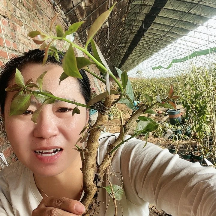 何*猛叶仙两个根