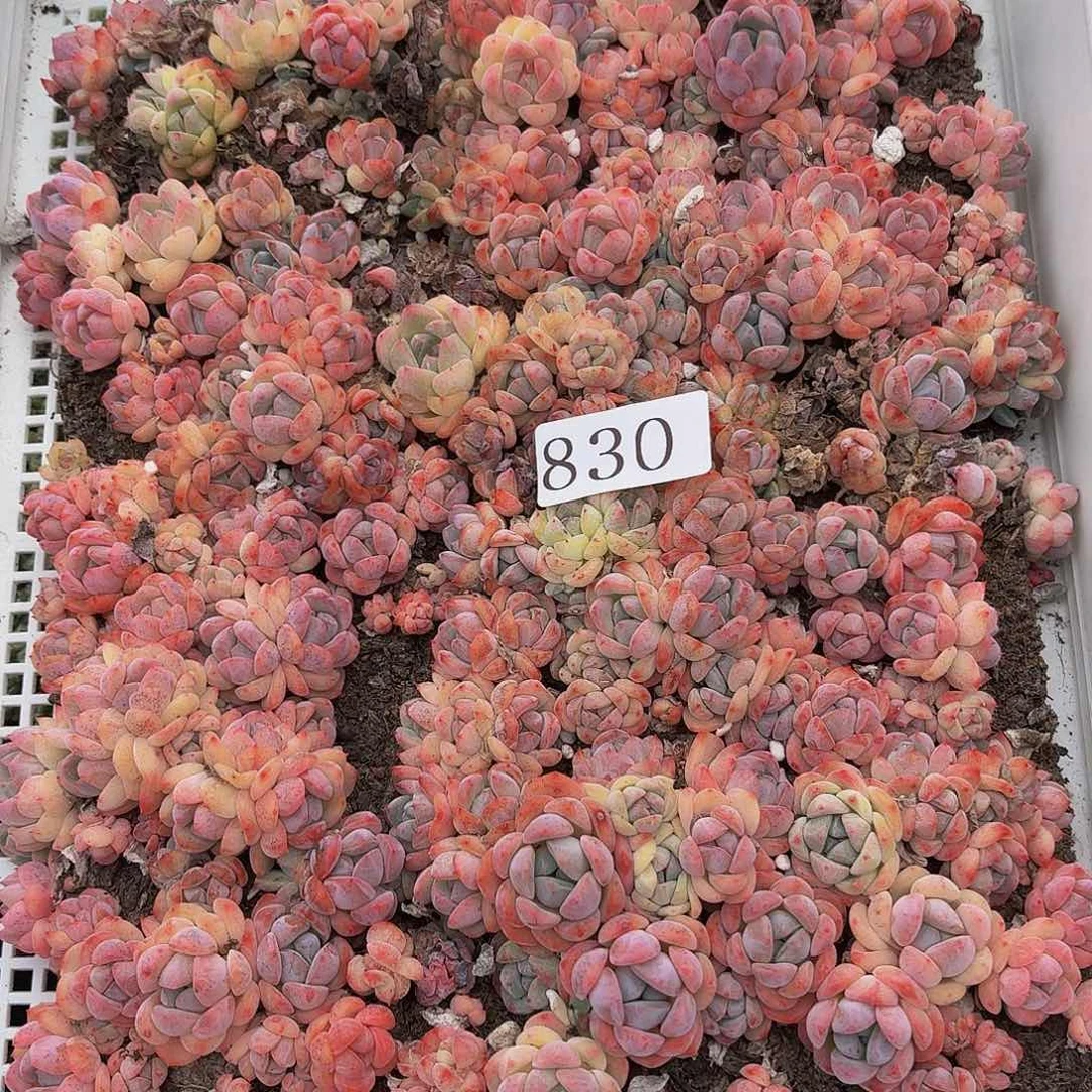 多肉植物多肉植物830