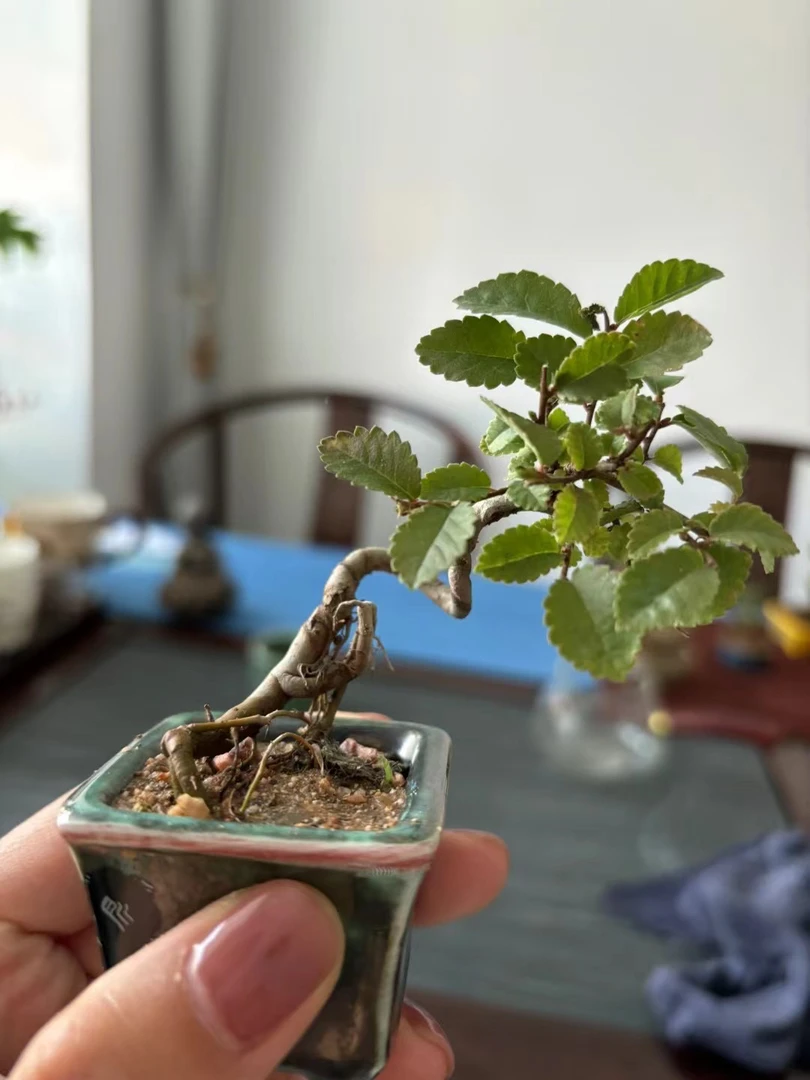 室内造景小盆栽 （一物一拍不退不换看好再拍）