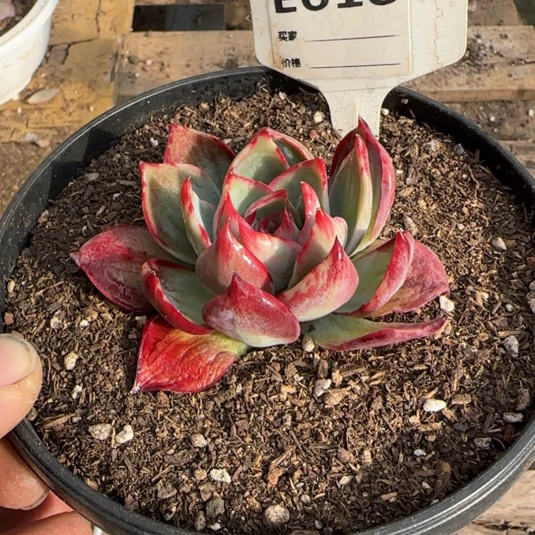 花旱惊鸿一物一拍包装收缩花旱618