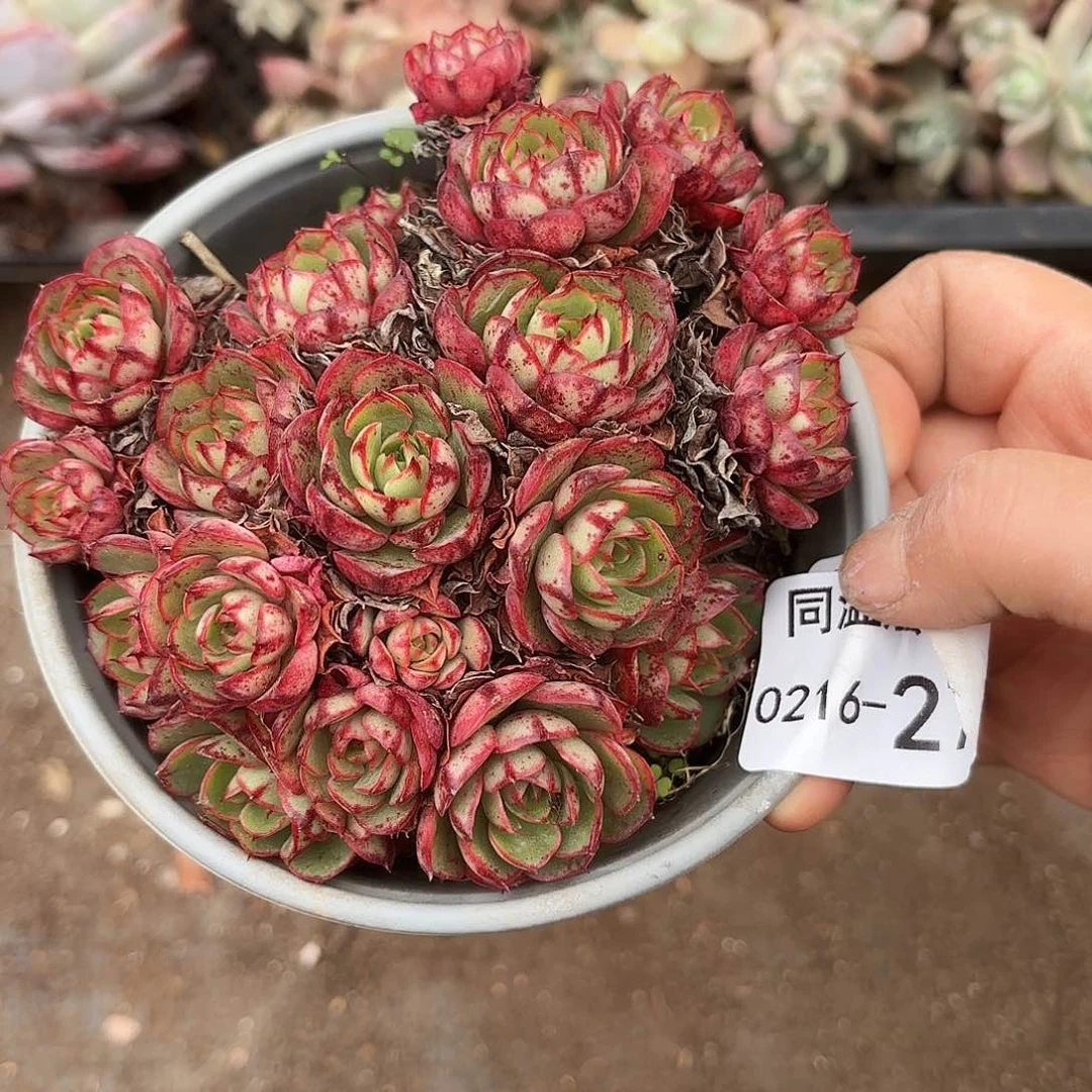 思****兮同温层多肉伊丽莎白276