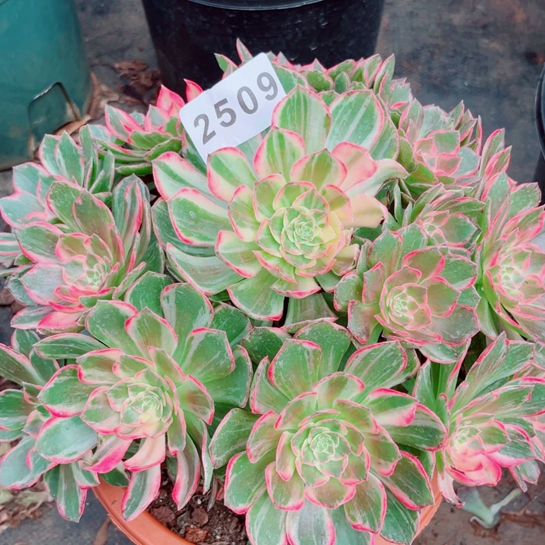 粉体万花筒特价多肉