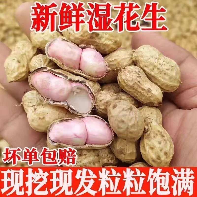新鲜花生湿花生花生花生水煮花生带壳嫩花生带泥新鲜湿花生