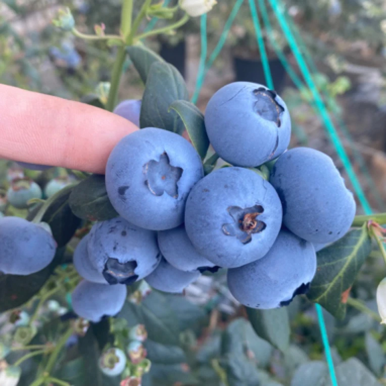 丹东蓝莓L25纯甜蓝莓产地直发