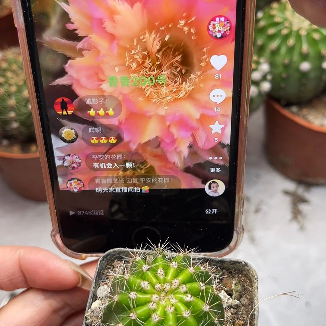 彩草200号羽毛带根3公分左右