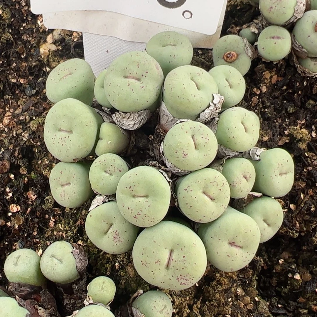 一物一拍脱土发。     769