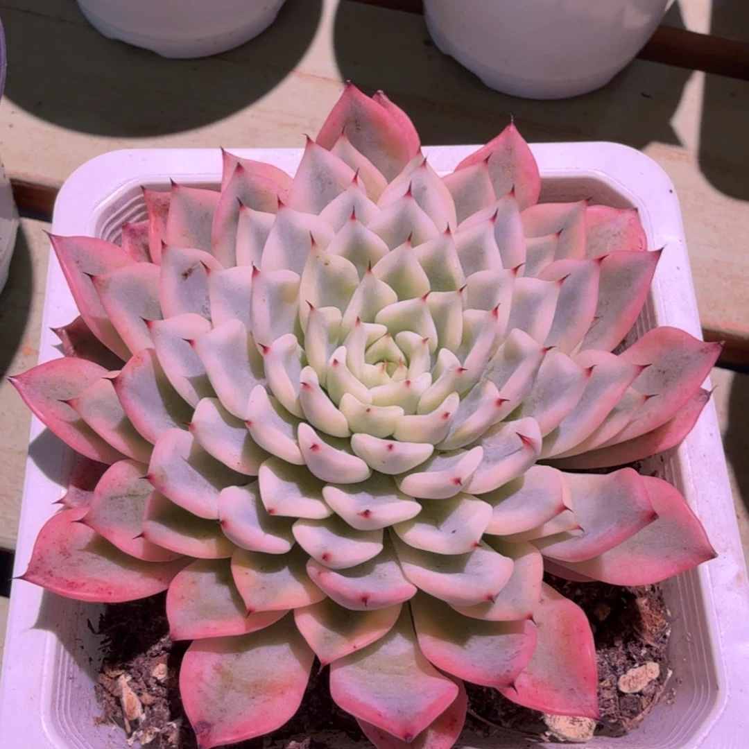 好***乐吉尔巴玫瑰锦，锦上园艺一物一拍