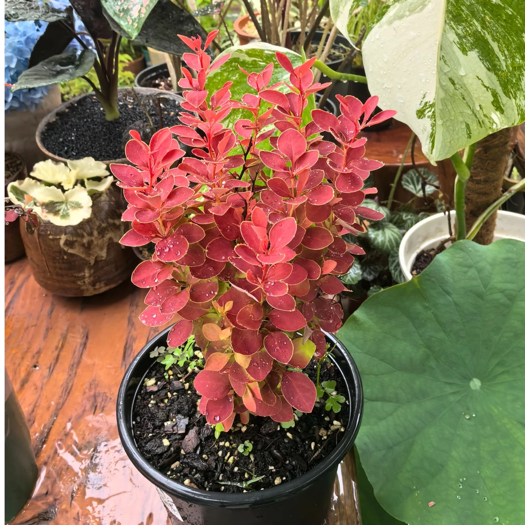 【嘉瑞】日本小檗 橙子冰沙 娜塔莎 玫瑰光辉 耐寒落叶灌木