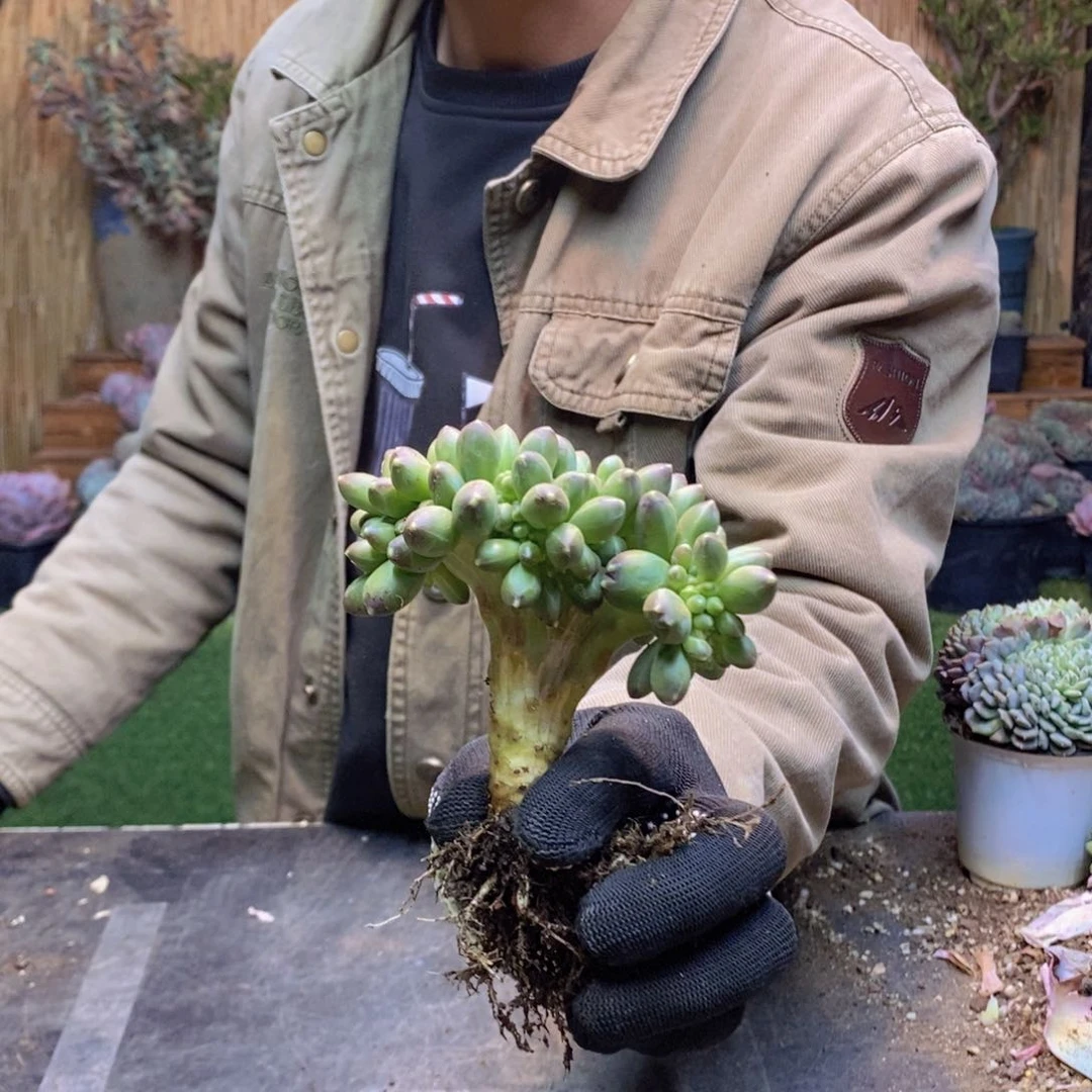 好**乐392 号白胖子多肉