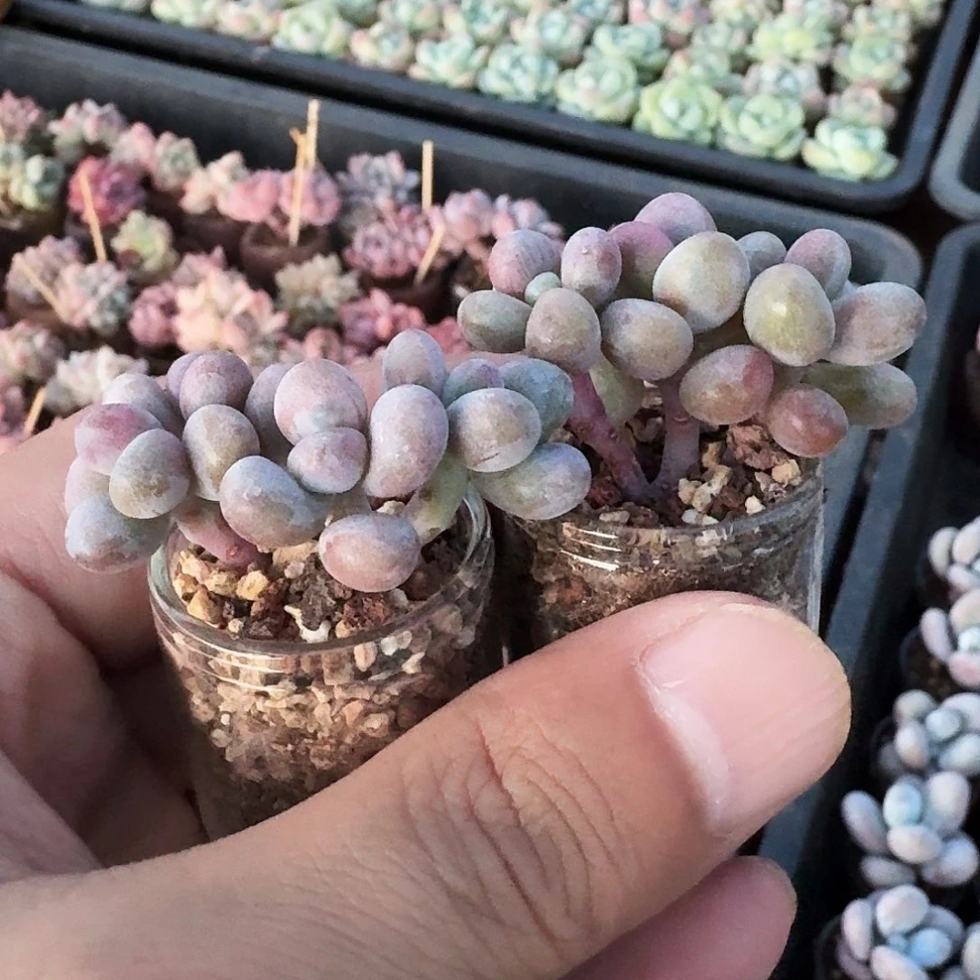 橘*?卡卡米桃蛋小老桩