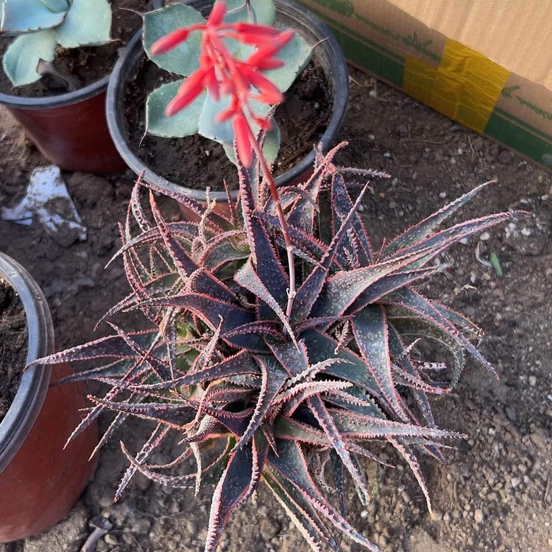 多肉植物圣诞芦荟