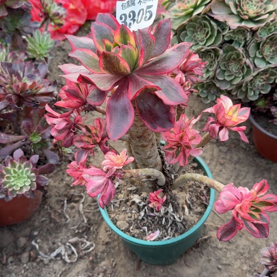 法师魅影无售后3305 16-14