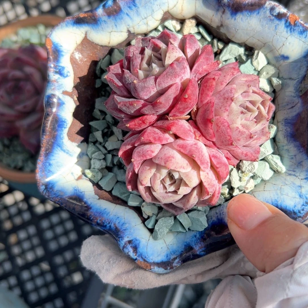 海林娜（满38包邮）多肉