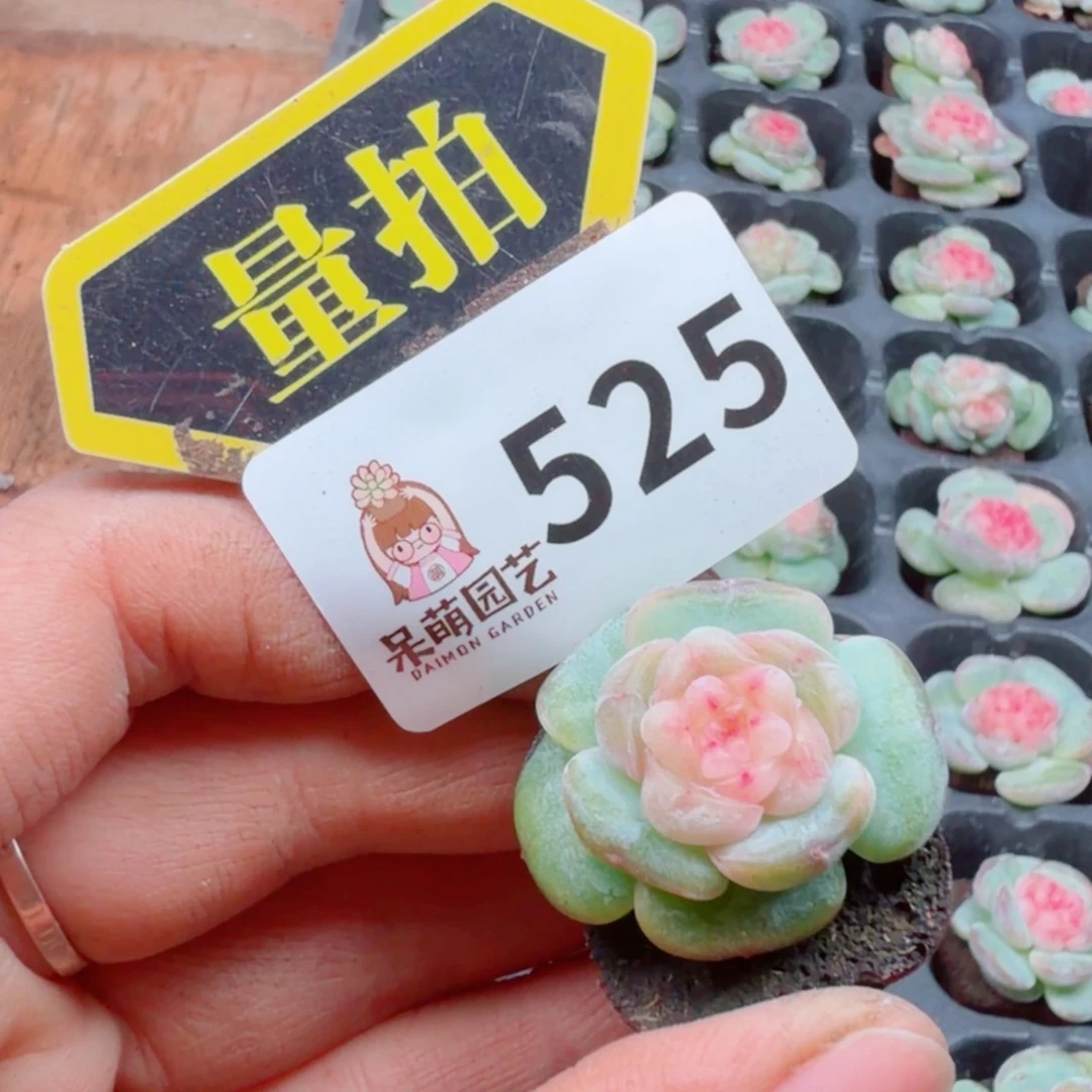 多肉植物多肉植物