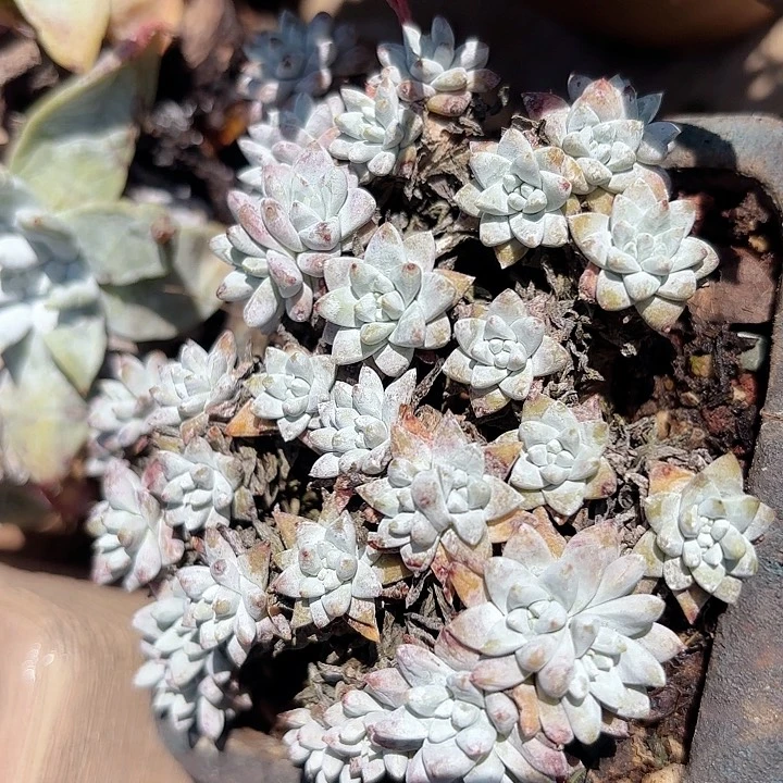 仙女杯多肉植物盆栽