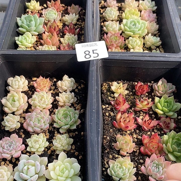 85 多肉植物盆栽花卉