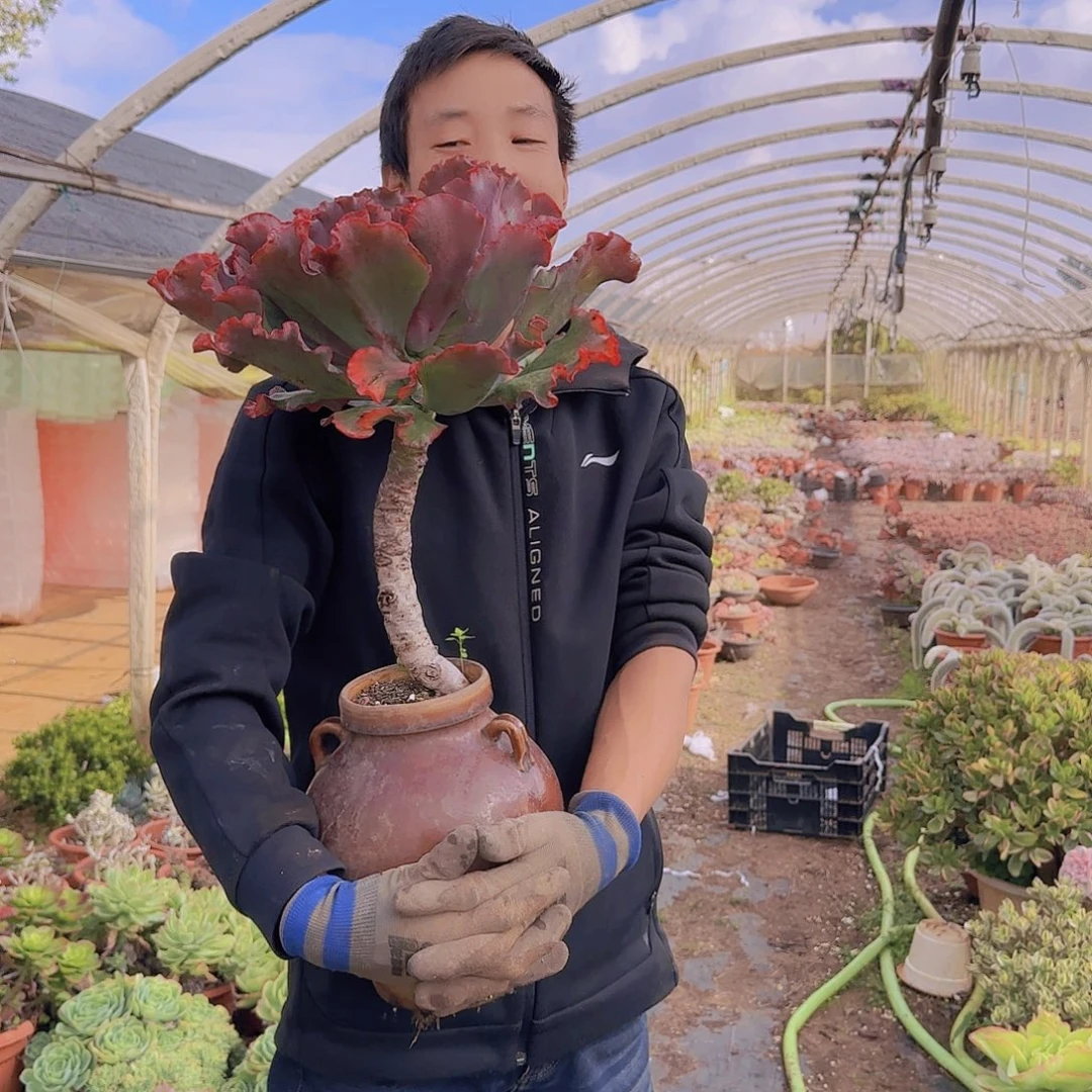 一物一拍婚纱多肉