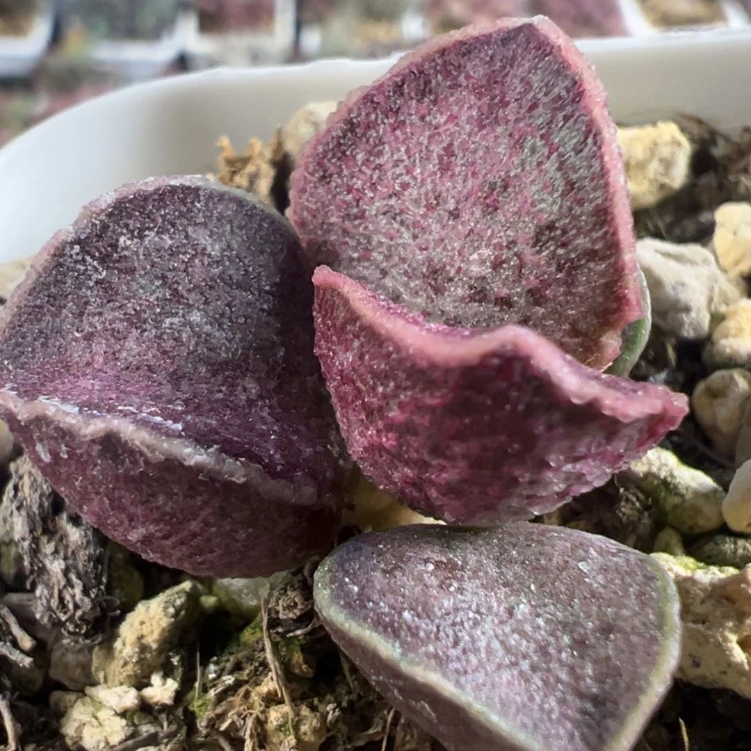 实生新品多肉植物水泡多肉植物水泡