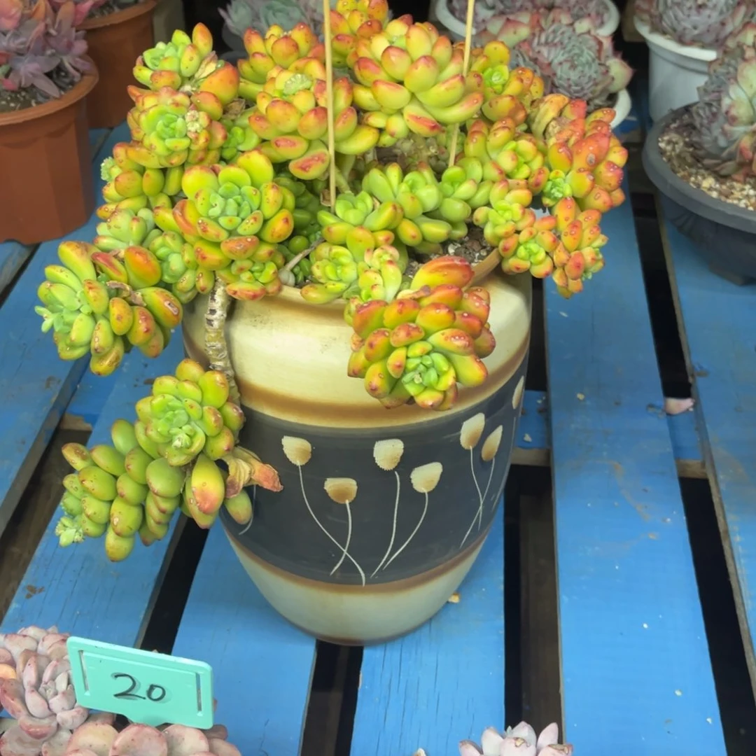 小雨多肉香格里拉杂交