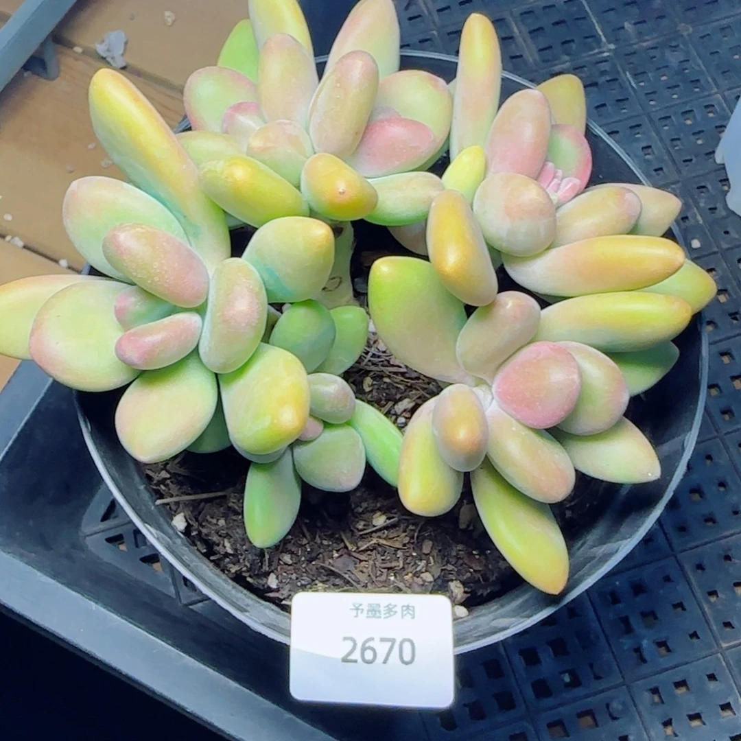 芒果奶，2670多肉植物