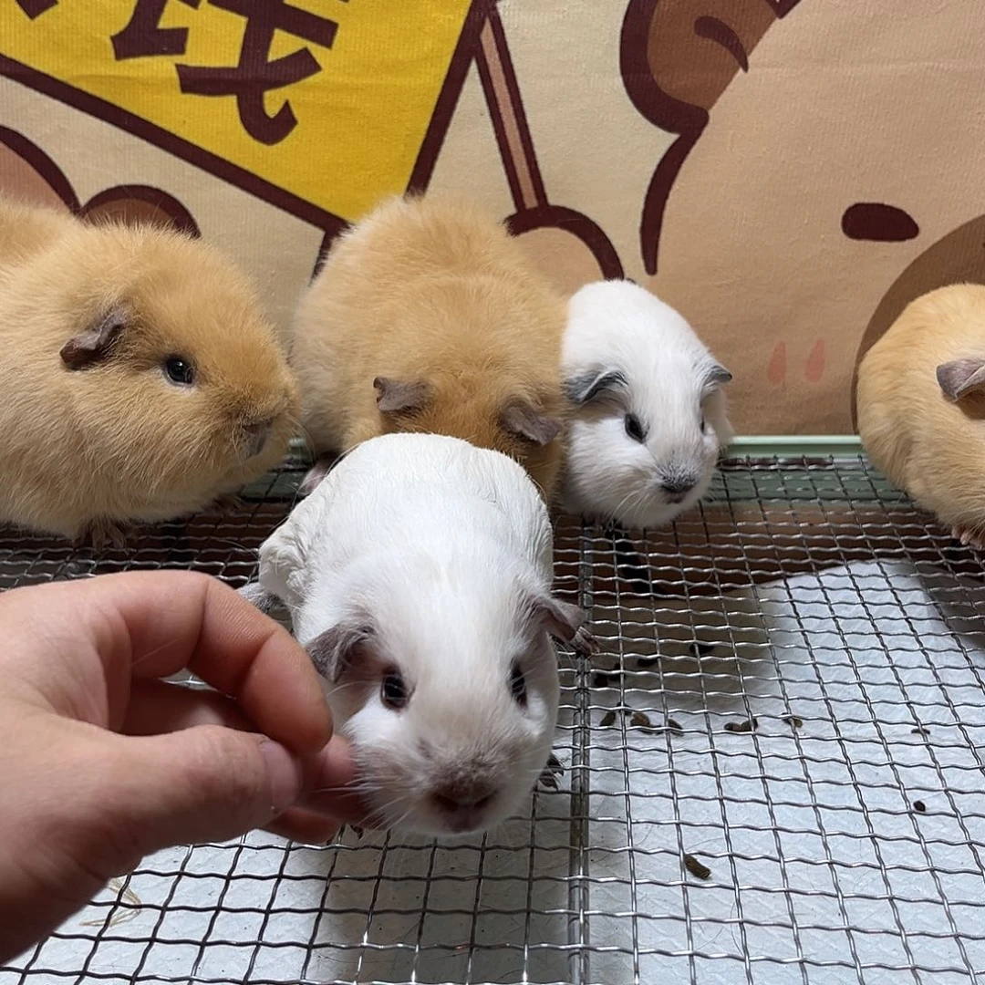 豚鼠白加州弟弟咖色重点色