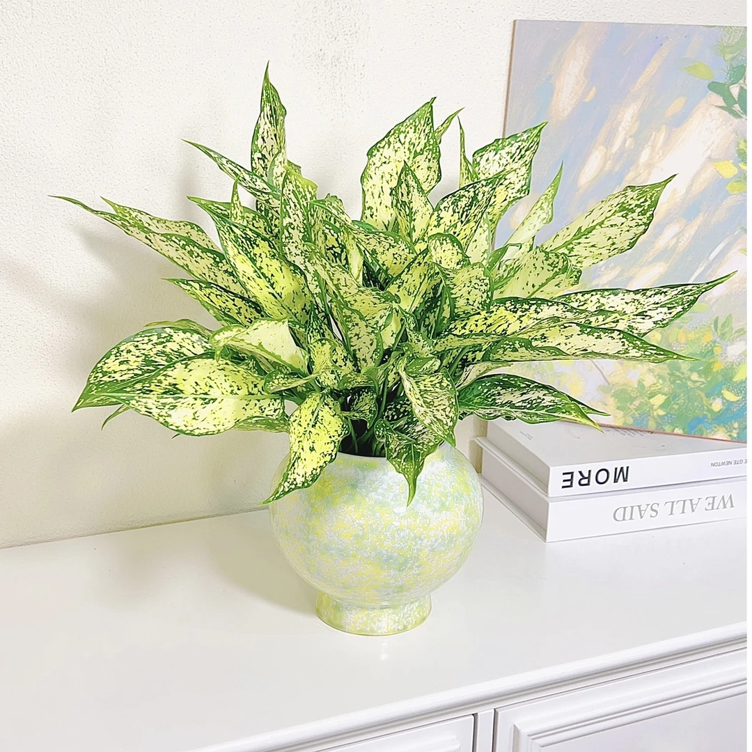 绿翡翠绿天使皇后新手耐旱净化空气室内桌面植物好养绿植花卉盆栽