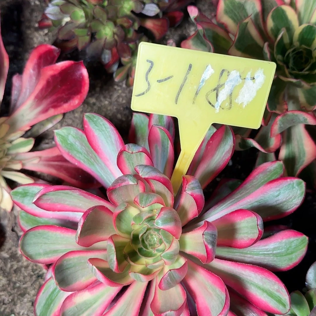 3-1185--多头多肉植物