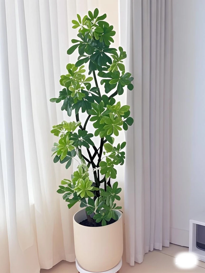 鸭脚木大型盆栽四季常青适合客厅办公室的落地绿植摆件