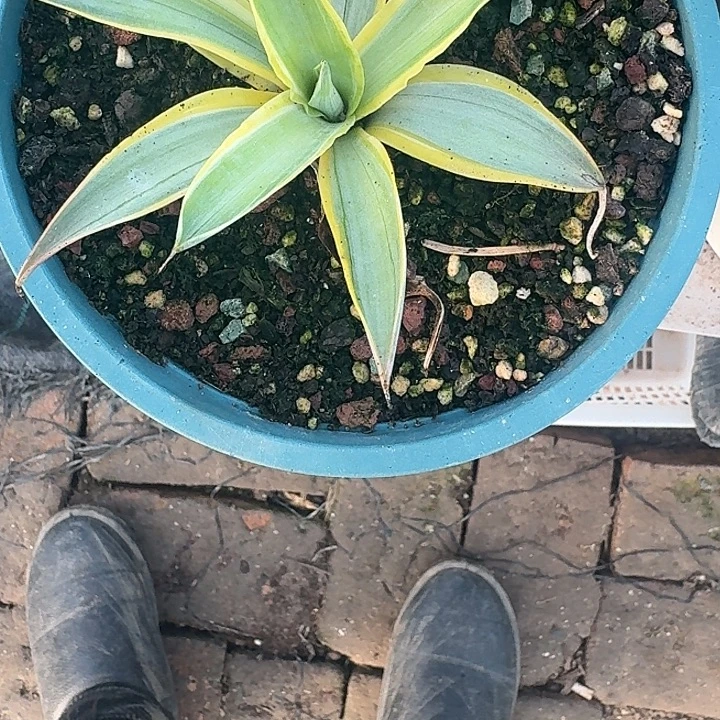 小***梅龙舌兰一个脱土发货