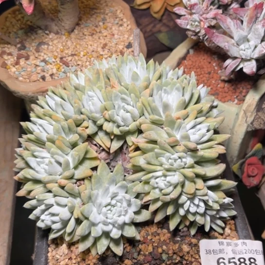 小*谢谢姐姐，一物一拍6588