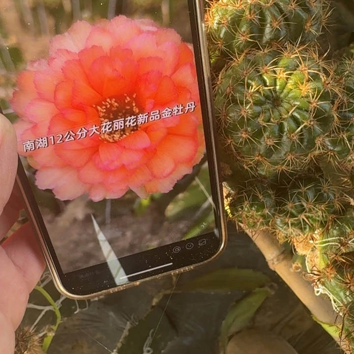 209丽花金牡丹歪无根侧牙4公分左右