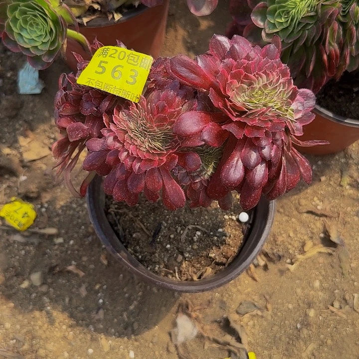 563红金刚多肉植物