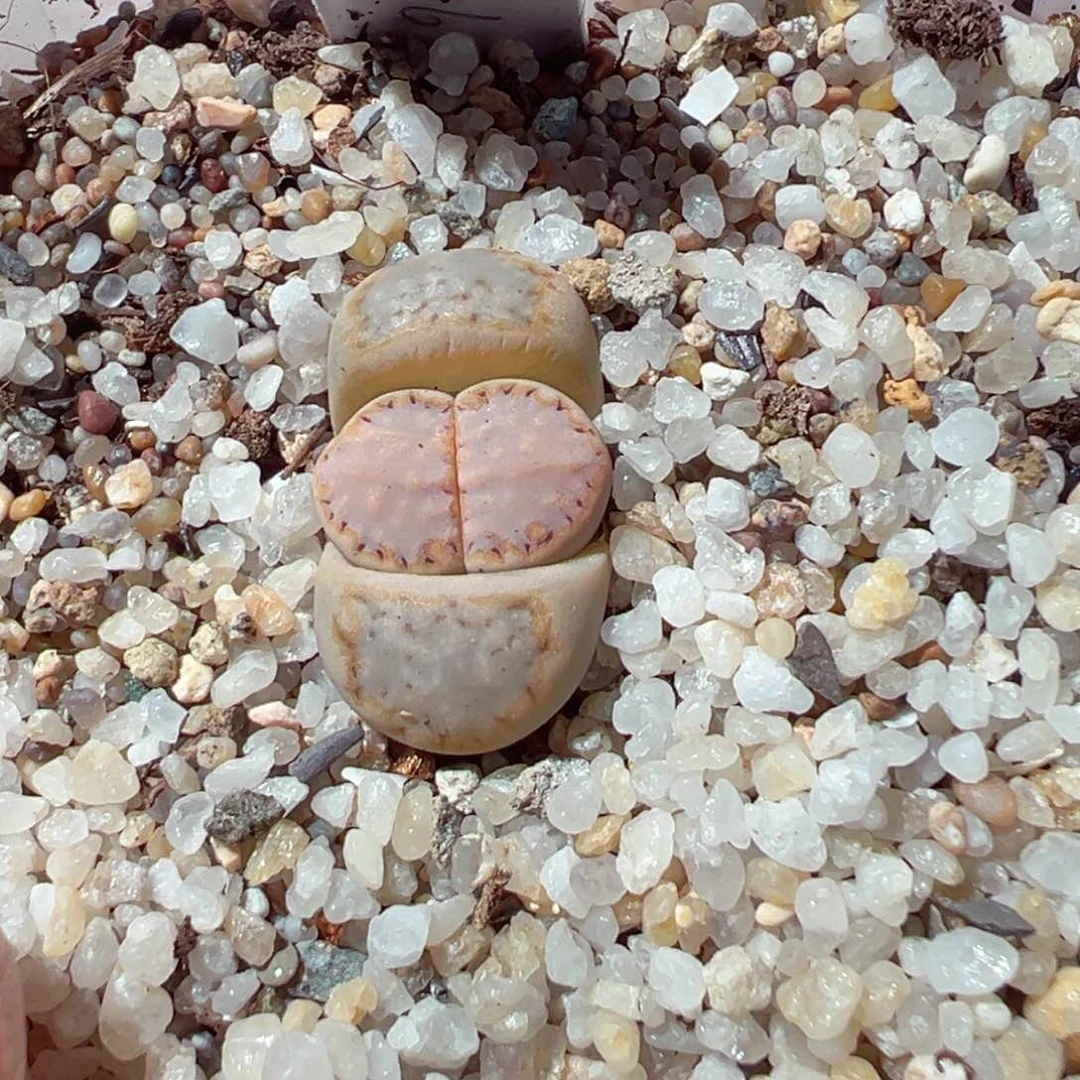 ?*饼218-418.我是真的不