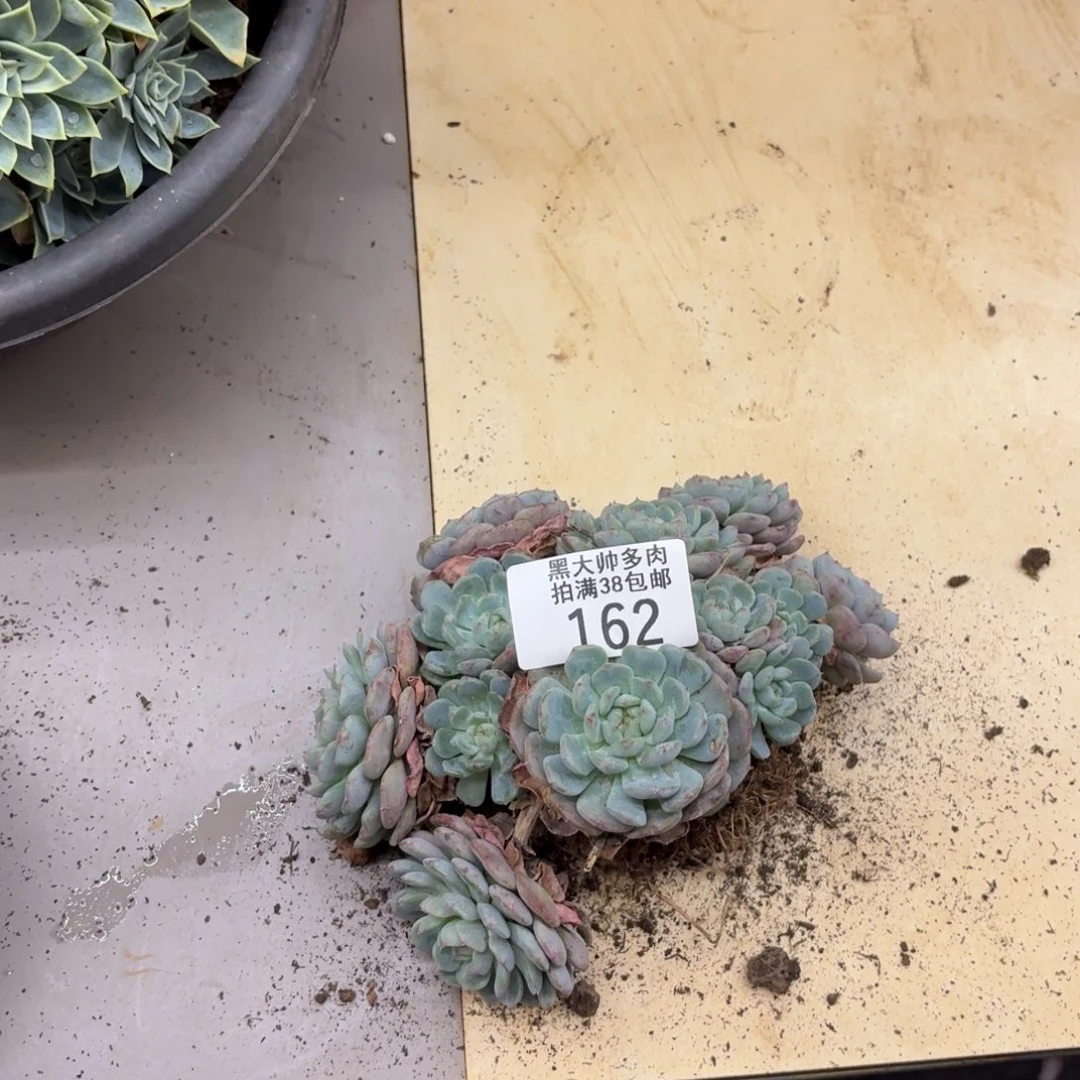 《***》黑大帅多肉162白胖子