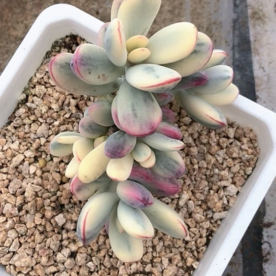 乒乓多肉植物盆栽植物