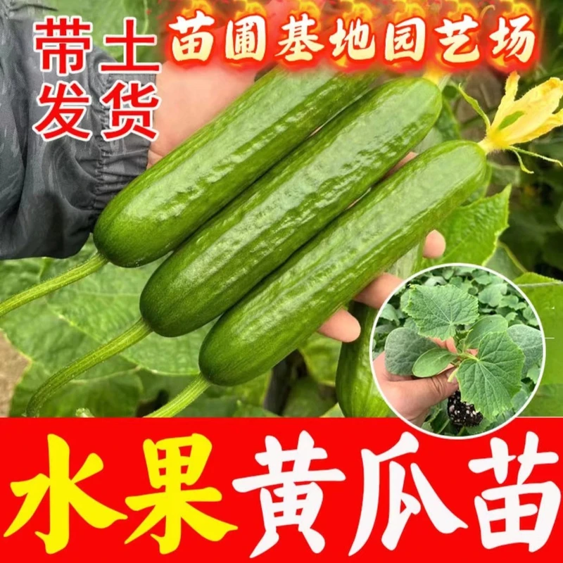 【48小时发货】正宗水果黄瓜黄瓜苗四季早熟地爬盆栽秧苗纯天然黄瓜