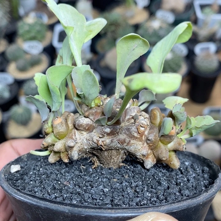 实生蛮鬼塔厚敦菊175号6cm