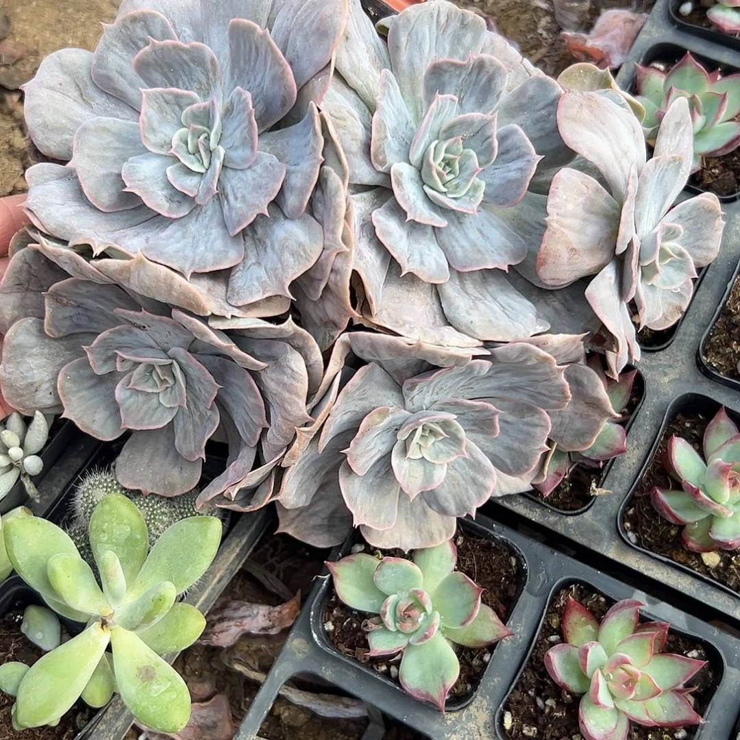 多肉植物多肉植物