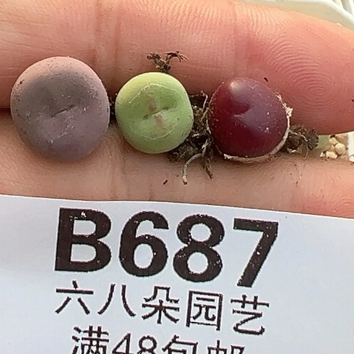 山***路687号3颗杂交多肉植物