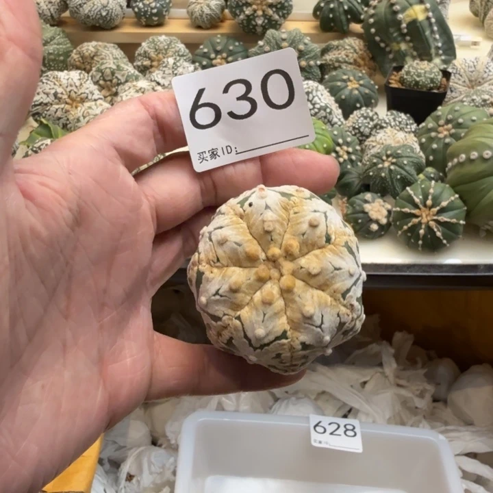 兜星球仙人球630号