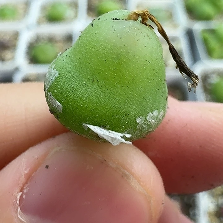 老马生石花1.3大葫芦2769